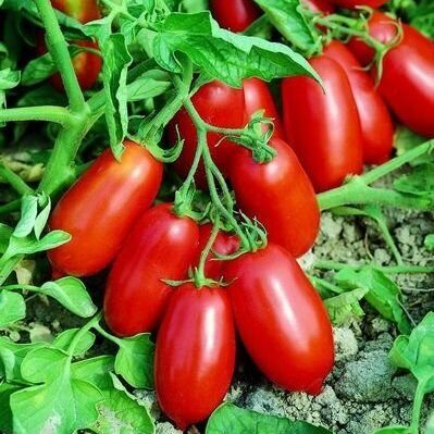 Tomāti ULISSE F1 100 gab SYNGENTA